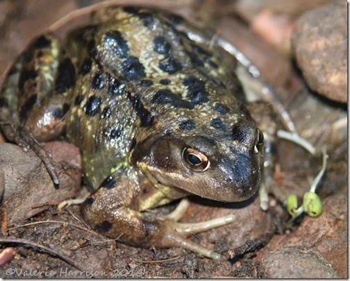5 Common-frog