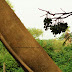 Hanging Fruits