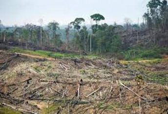 deforestation