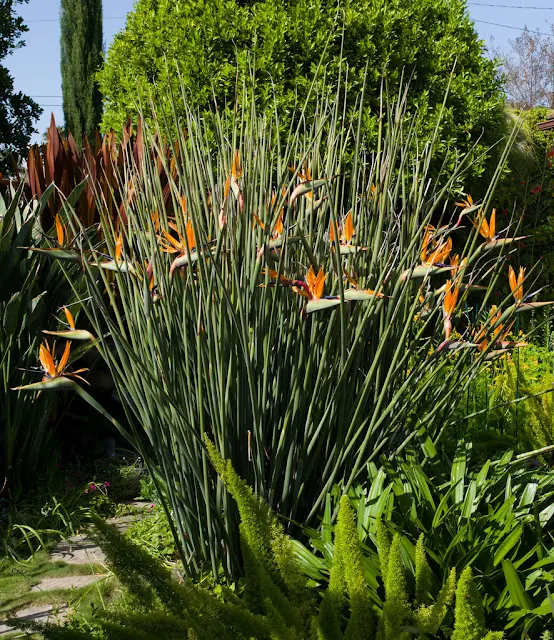 Dicas e cuidados sobre a Estrelítzia-de-lança ou Strelitzia juncea