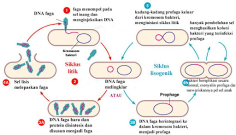 Jelaskan perbedaan antara siklus litik dengan siklus lisogenik pada  reproduksi virus - Blog Pak Pandani