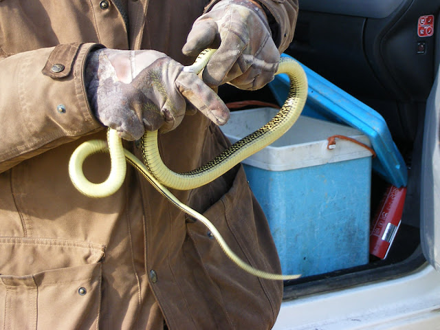 Releasing a Western Whip Snake Hierophis viridiflavus, Indre et Loire, France. Photo by Loire Valley Time Travel.