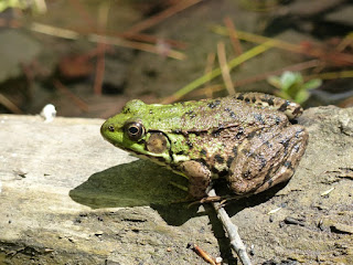 Grenouille verte (Nord-est de l'Amérique du nord) - Rana clamitans - Lithobates clamitans