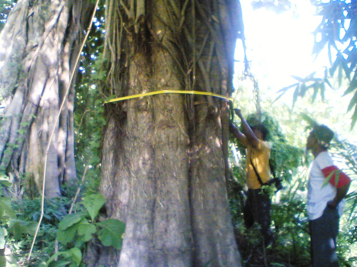 KAYU JATI POHON JATI KEBUN JATI Di Jual Cepat dua pohon 