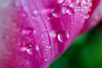 Tulipa com uma gota de chuva. #PraCegoVer