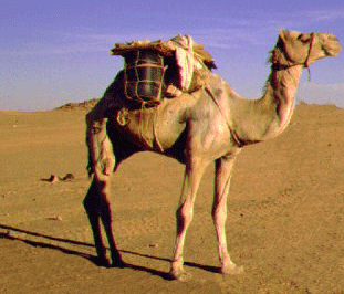 Camel pics