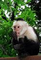 capuchin