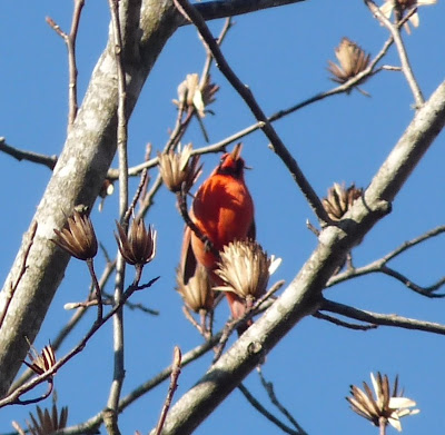 cardinal eating seeds of mystery tree