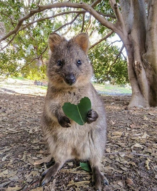 Quokka