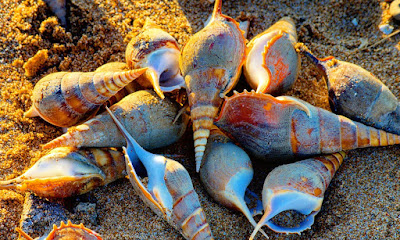 There were many different seashells scattered on the beach.