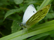 Green-Vained White