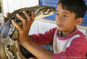 arsip-artikel-unik.blogspot.de - Astaga! Bocah Kamboja Ini Pelihara Ular Python Besar sekali