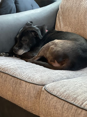 An older, white-muzzled black pit mix dog is curled up on a beige couch for a nap.