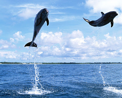 Fotos de Delfines - Libres y Felices