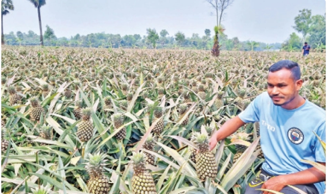 ৫০ কোটি টাকার জলডুবি আনারস বিক্রির আশা।।BDNews.in