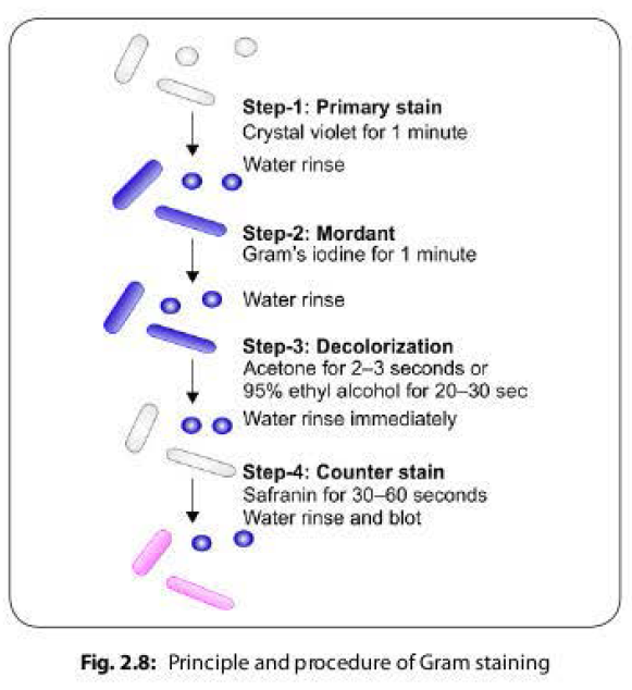 Principle and Procedure of Gram stain