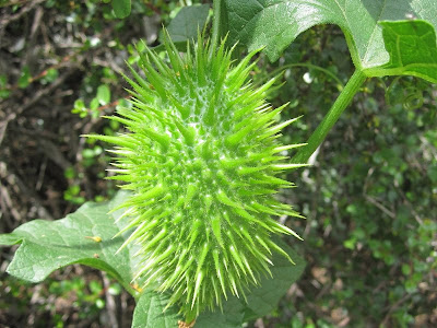 Wild cucumber