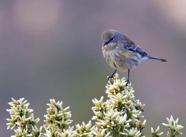 Yellow-rumped Warbler