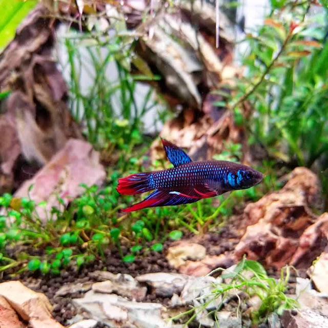 Knowing All Fun Facts Of The Wild Betta Imbellis Or Peaceful Betta Fish