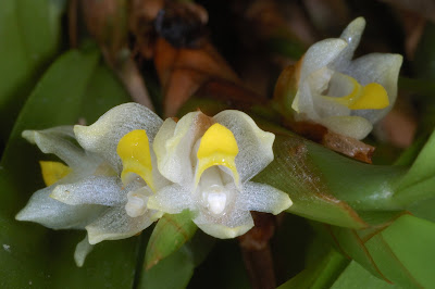 Maxillaria neglecta - Neglected Maxillaria care