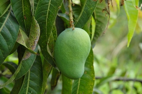  buah yang satu ini kadang di kenal juga dengan sebutan buah mempelam yang teramat gampang k Manfaat Buah Mangga Untuk Kesehatan