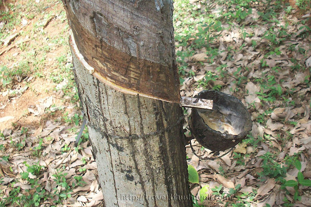 How is rubber extracted from rubber tree - Chulanur, Palakkad