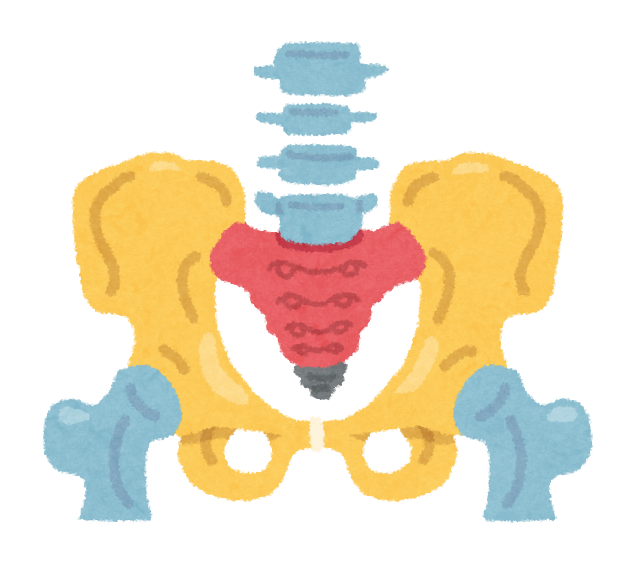 骨盤のイラスト かわいいフリー素材集 いらすとや