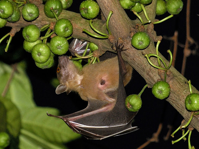 Lesser Short-nosed Fruit Bat going for fig