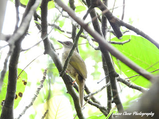 Olive-winged Bulbul at Bukit Batok Nature Park