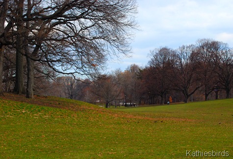 8. grassy meadow