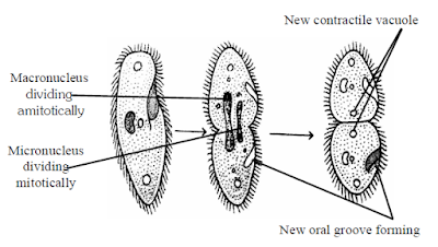 reproduction, asexual reproduction