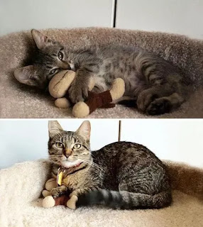 22 fotos adorables de antes y ahora de gatos que crecen con sus juguetes