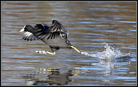 Coot running on water