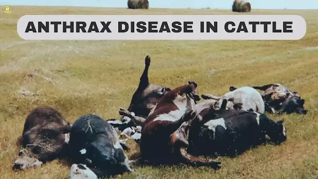 what is anthrax,anthrax symptoms,anthrax disease,cutaneous anthrax,antrax,anthrax,anthrax disease ,what is anthrax disease,anthrax symptoms,anthrax kya hai