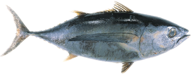 Gambar Ikan 