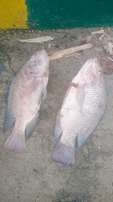 Big Nile tilapia fish dead