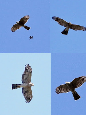 Eurasian Sparrowhawk