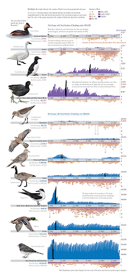 Graphic showing data from 100 years of bird banding.