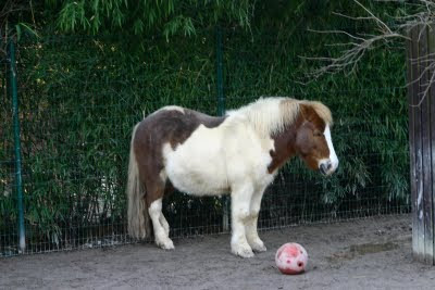 Charley, the Shetland Pony, bowling :-) by Deep Frozen Shutterbug from flickr (CC-NC)