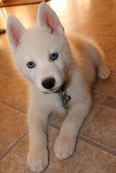 I Want A White Dog With Blue Eyes Luv My Dogs