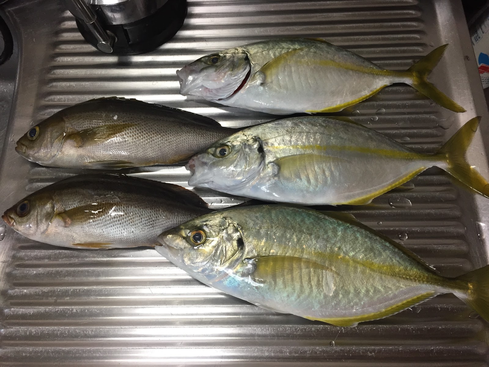 Ei Log 海正丸 シマアジ釣り Vol 2 しゃくりゃにゃ釣れない
