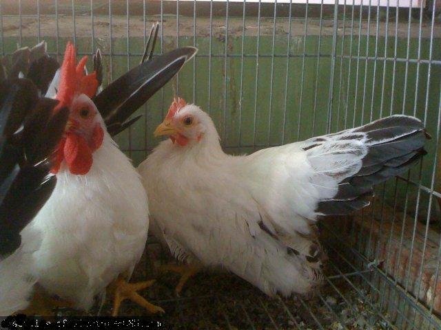 My Pet Chicken Free Animal Wallpapers