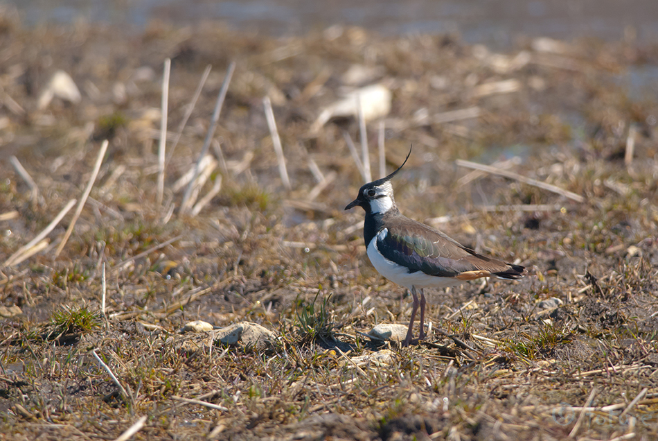 Kiivitaja, Vanellus vanellus, Northern Lapwing, Eurasian, Peewit, Green Plover