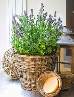 Cây Lavender cây nội thất