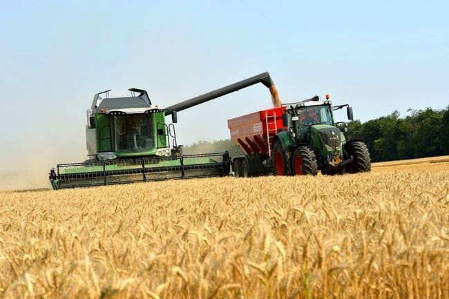 Estados/ Agricultores de Sonora prevén pérdidas por baja producción de trigo