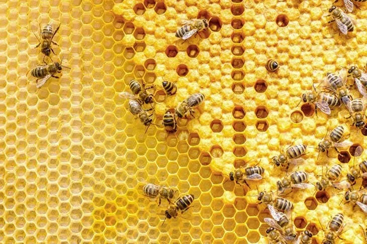 Has your honey hardened? The brilliant trick to make it liquid easily