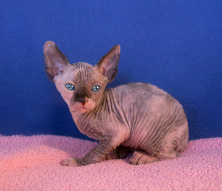 OC Sphynx Kittens: Blue Eyed Sphynx kittens available for the HOLIDAYS