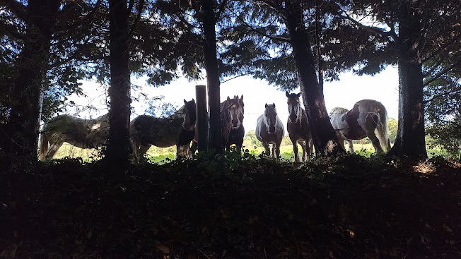 partially silhouetted ponies look through the trees towards the viewer on the path