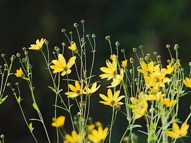 Landesgartenschau Bad-Lippspringe Blumen