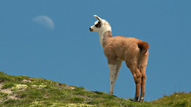 Llama